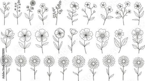 Wildflower vector illustration set featuring hand drawn daisy, meadow floral line art, and botanical garden plant elements for elegant aesthetic design.