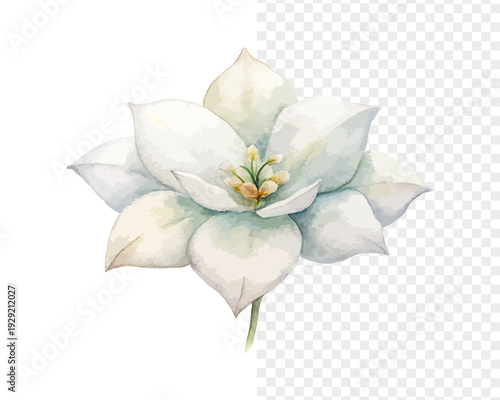 White Wax Flower Watercolor Bloom, Delicate Wedding Filler Floral Illustration Isolated on White
