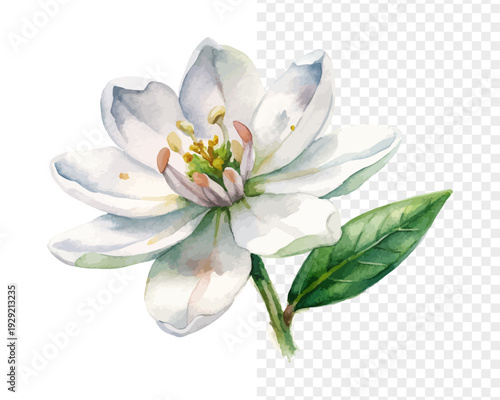 Watercolor Chamelaucium Blossom, Soft Miniature Floral Vector Isolated on White