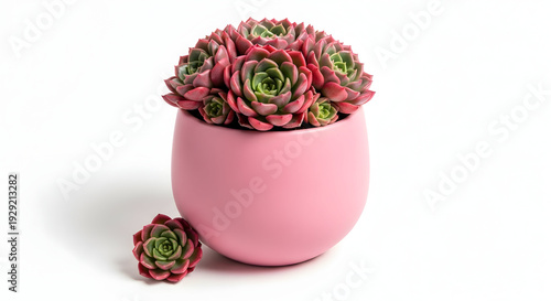 Vibrant succulents in a pink pot with a single offshoot nearby