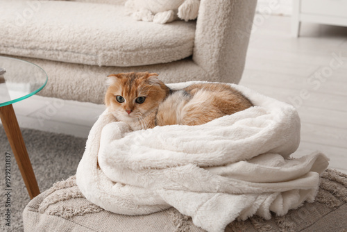 Ginger Scottish fold cat ly...