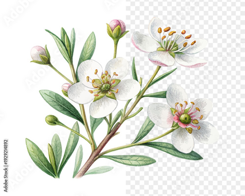 Watercolor Wax Flower, Small White Botanical Clipart, vector illustration isolated on white background