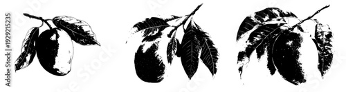 A tropical feast of mango flavor