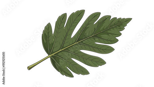 Illustration of a large, lobed green leaf
