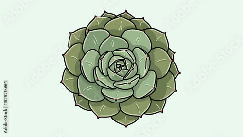 Vector illustration of a green succulent plant with a simple botanical design.