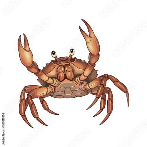 Illustration of a crab with claws raised in a defensive stance on a white background