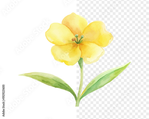 Yellow Wallflower Watercolor Bloom, Delicate Spring Floral Illustration Isolated on White