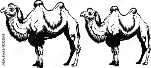 Black-and-white vector silhouette illustration of two Bactrian camels with detailed fur and body contours, symbolizing desert wildlife, travel, endurance, and cultural themes