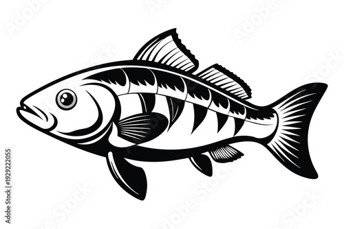 barramundi silhouette line art vector illustration