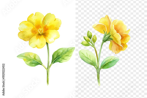 Watercolor Erysimum Blossom, Soft Cottage Garden Floral Vector Isolated on White