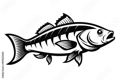 barramundi silhouette line art vector illustration