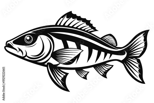 barramundi silhouette line art vector illustration