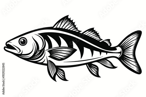 barramundi silhouette line art vector illustration
