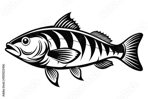 barramundi silhouette line art vector illustration
