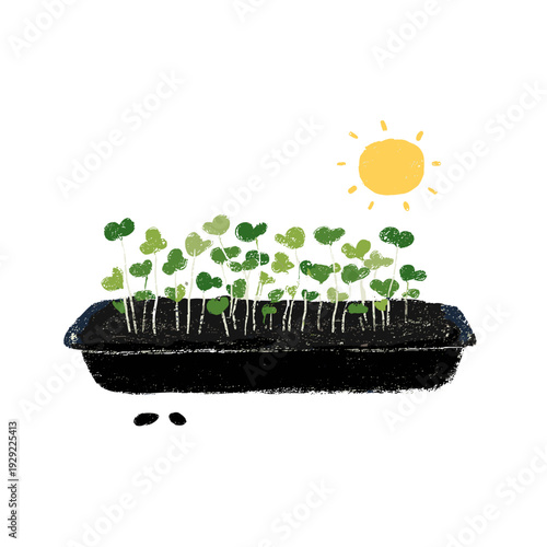 Kitchen Windowsill Microgreens Tray Sprouting