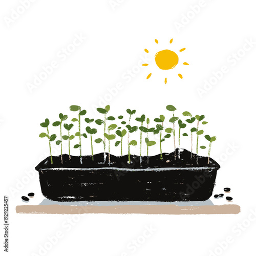 Kitchen Windowsill Microgreens Tray Sprouting