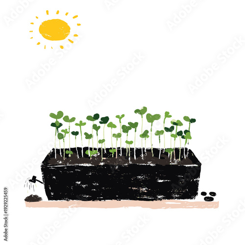 Kitchen Windowsill Microgreens Tray Sprouting