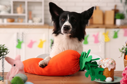 Cute Border Collie dog with...