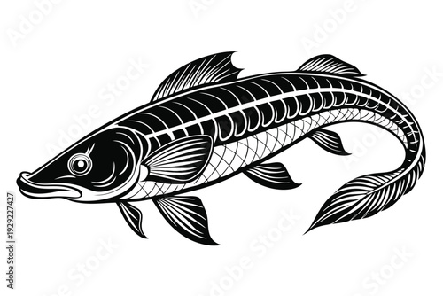 arapaima silhouette line art vector illustration