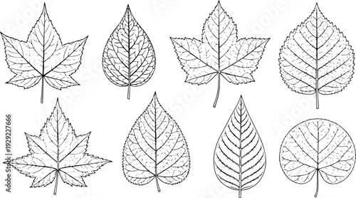 Collection of detailed black and white line of various deciduous tree leaves leaf