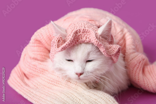 Cute white cat in funny pin...