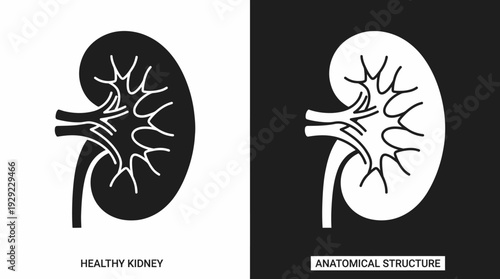Kidney Anatomy Vector – Healthy Kidney vs Anatomical Structure, Medical Illustration Graphic