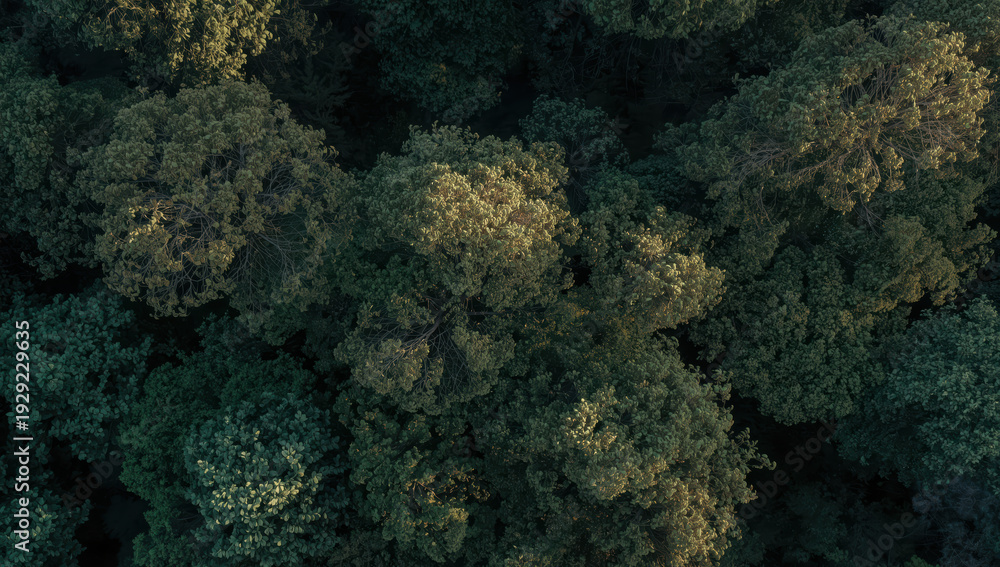 Obraz premium Lush green forest canopy viewed from above with soft sunlight filtering through leaves