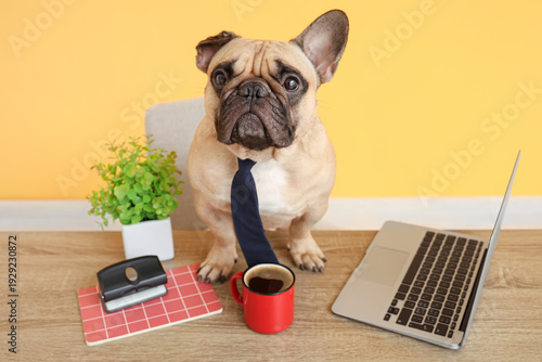 Funny French bulldog with n...