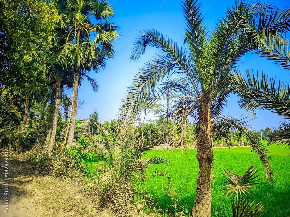 Fototapeta premium Palm trees in tropical landscapes from beach to desert and park