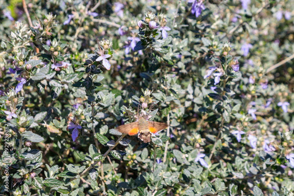 Obraz premium Hummingbird hawk-moth (Macroglossum stellatarum) feeding nectar from the tree germander or shrubby germander (Teucrium fruticans)