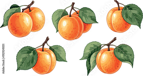 Fresh Apricot Fruit Collection with Green Leaves in Realistic Hand Drawn Style Isolated on White Background for Organic Food Design