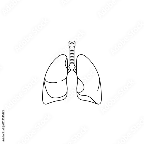 Human Lungs Anatomical Outline Icon Vector Illustration