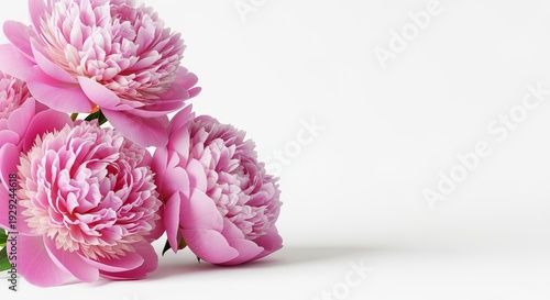 Stunning Studio Shot of Vibrant Pink Peonies in Full Bloom, Elegant Floral Arrangement with Space