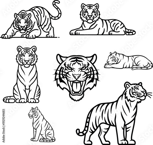 Tiger Set Illustration, Various Poses, Line Art Style
