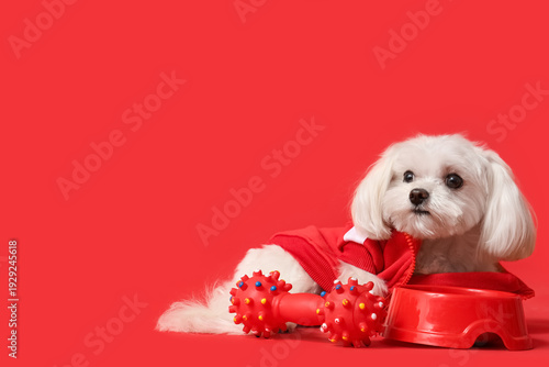 Cute Bolognese dog in jacke...