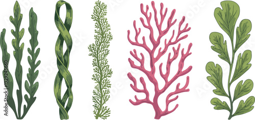 Smooth outline illustration of underwater greenery, colorful sea plants, red and green algae collection, natural healthy edible marine vegetation.