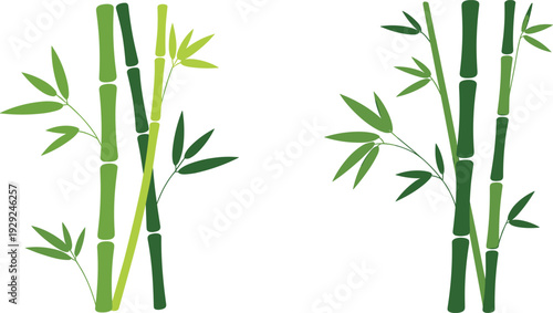 Minimalist bamboo branches vector illustration, green bamboo stems with leaves, modern botanical asian design elements isolated on white