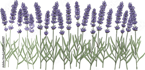 Lavender flower border with blooming purple botanical plants for aromatic herb garden floral decoration wedding invitation and natural design.