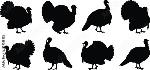 turkey, silhouette, bird, poultry, thanksgiving, harvest, farm, animal, autumn, nature, wildlife, black, vector, hunting, gobbler