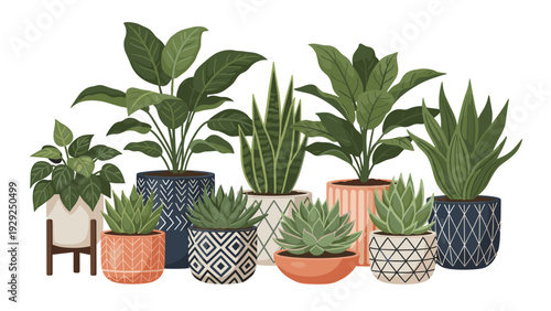 Collection of indoor plants in decorative patterned ceramic pots with diverse leaf shapes and green foliage.
