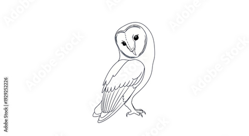 Simple Line Drawing of Barn Owl Bird.