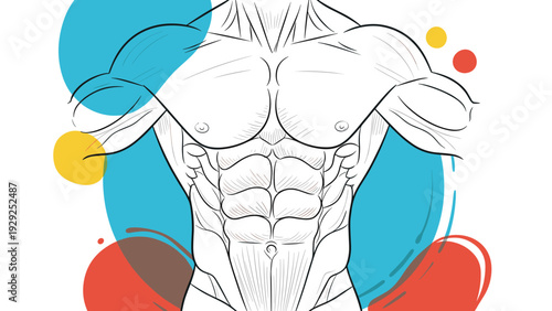 Detailed anatomical line drawing showing the muscles of a human male torso including the chest and abdominal region with colorful accents.