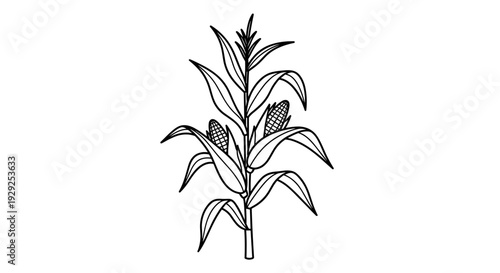 Corn Plant with Ears and Leaves.