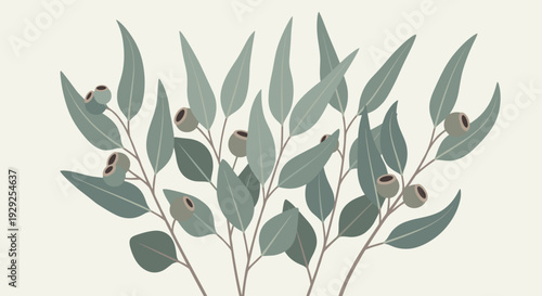 Eucalyptus Leaves on White Background.