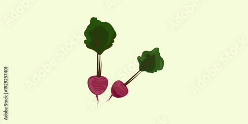 Fresh radish with vibrant green leaves on a light green background. Horizontal vector banner with copy space for organic vegetable market, healthy farm food, or vegan cooking blog