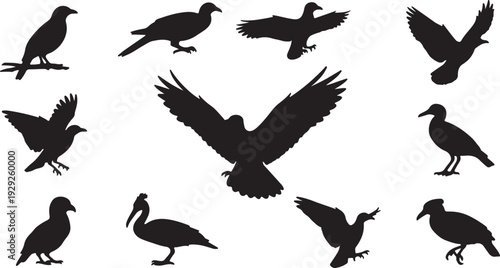 Set of 11 Black Bird Silhouettes Vector isolated PNG with Transparent Background