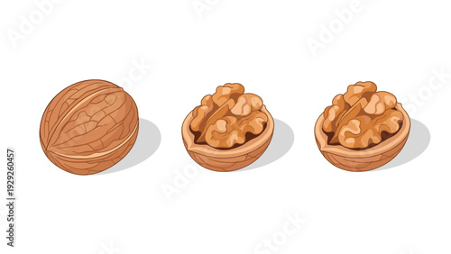 whole and half walnuts with shelled nuts hand drawn realistic style healthy food illustration
