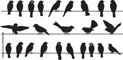 Set of 20 Black Bird Silhouettes on Wires Vector isolated PNG with Transparent Background
