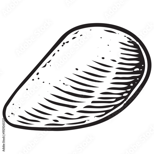 Vintage Mussel Sea Shell Engraving Illustration Marine Coastal Ocean Specimen