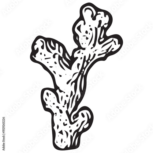 Vintage Sea Coral Hand Drawn Engraving Illustration Ocean Marine Botanical Element